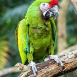 Pictures of Scarlet Macaw