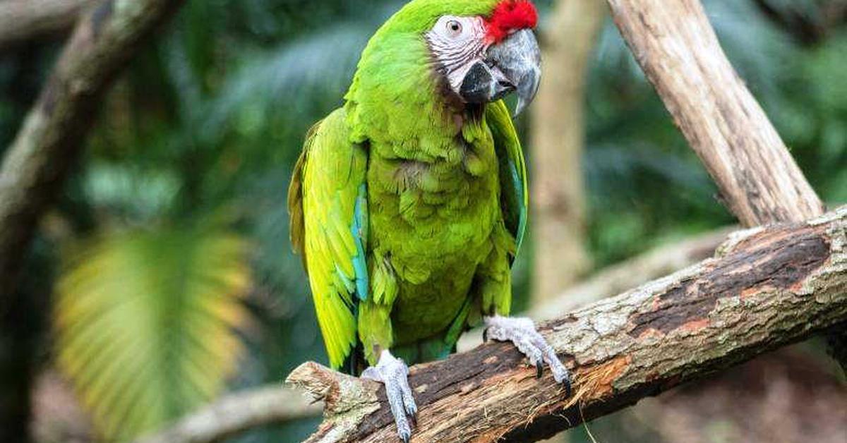 Pictures of Scarlet Macaw