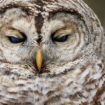 Pictures of Barred Owl