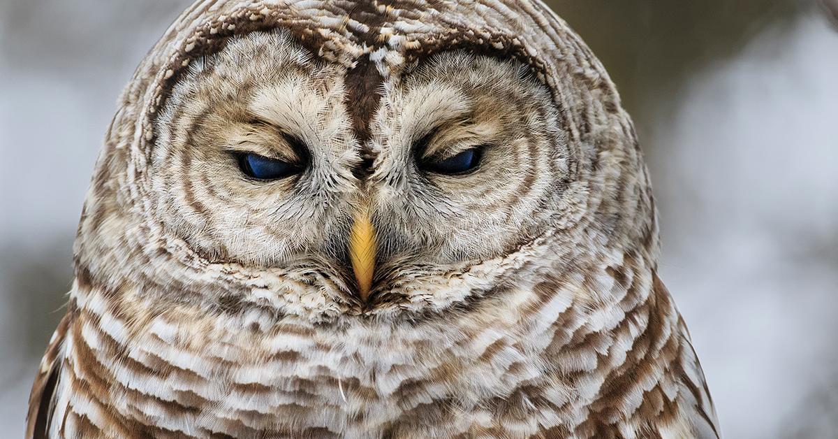 Pictures of Barred Owl