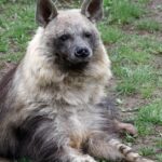 Pictures of Brown Hyena