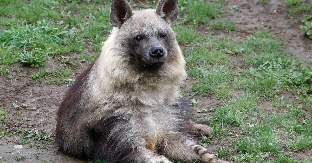 Pictures of Brown Hyena