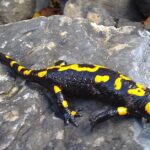 Pictures of Fire Salamander