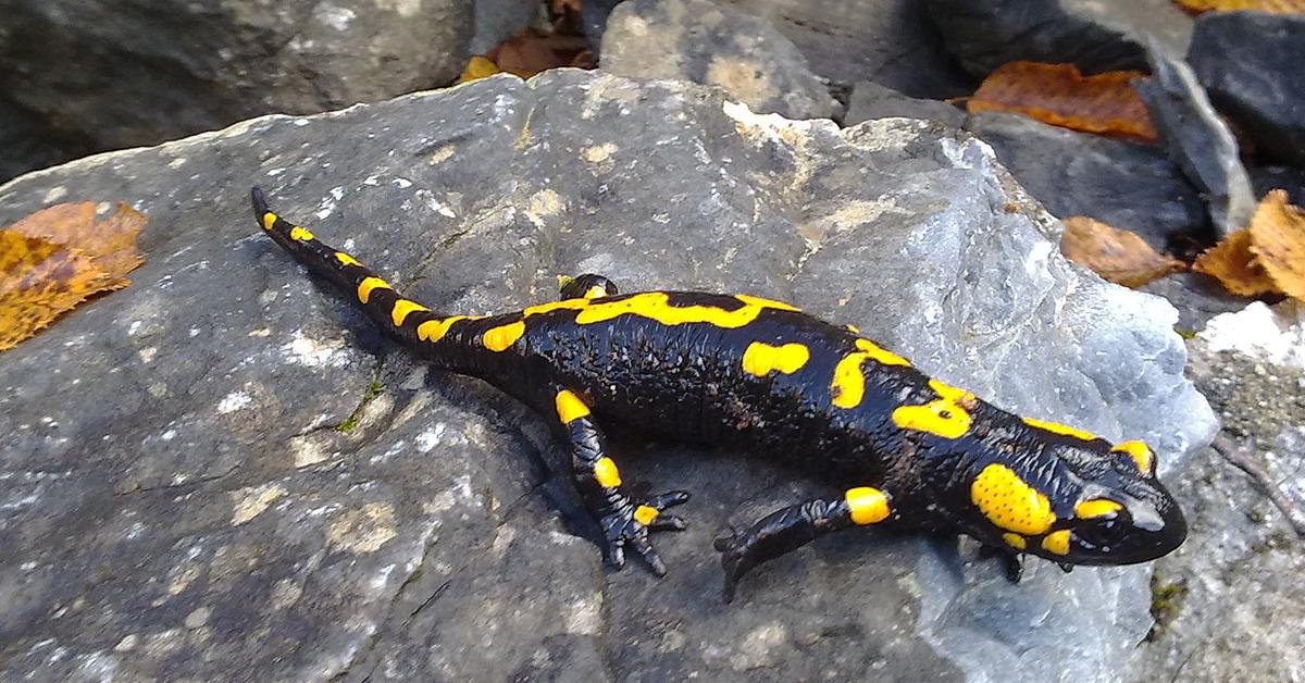 Pictures of Fire Salamander