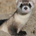 Pictures of Black-Footed Ferret