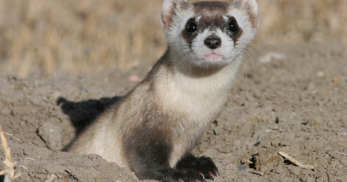 Pictures of Black-Footed Ferret