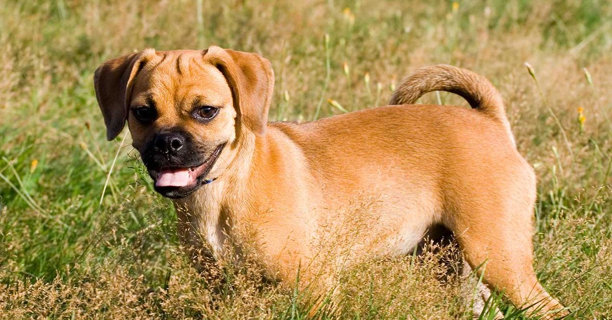 Pictures of Puggle