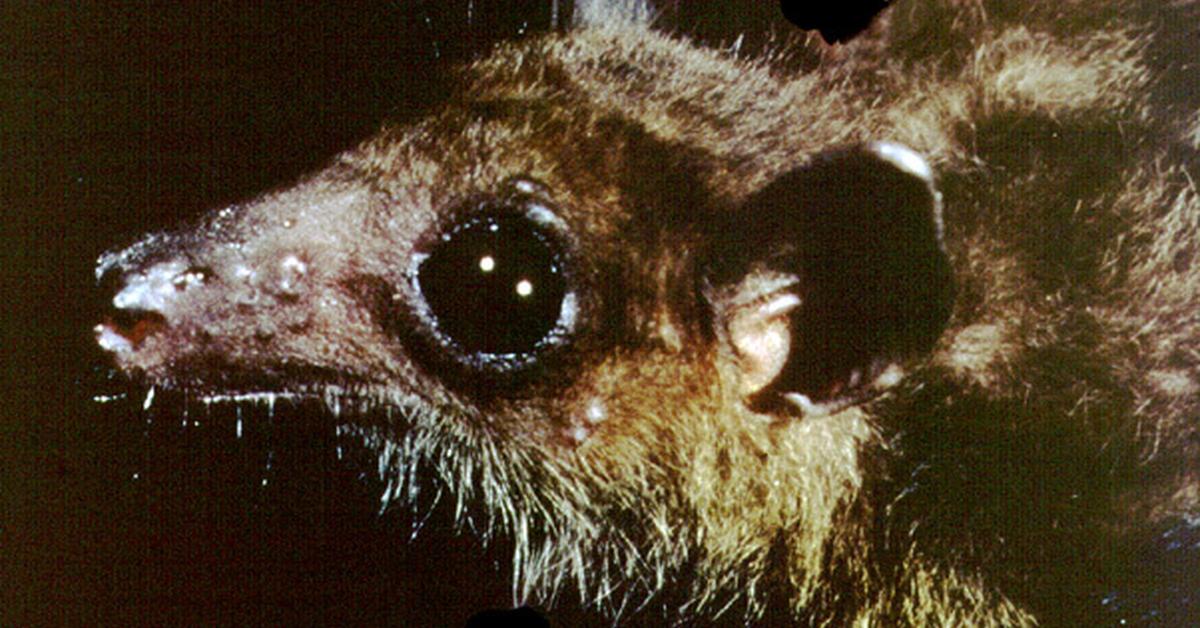 Pictures of Fruit Bat