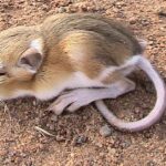 Pictures of Kangaroo Rat