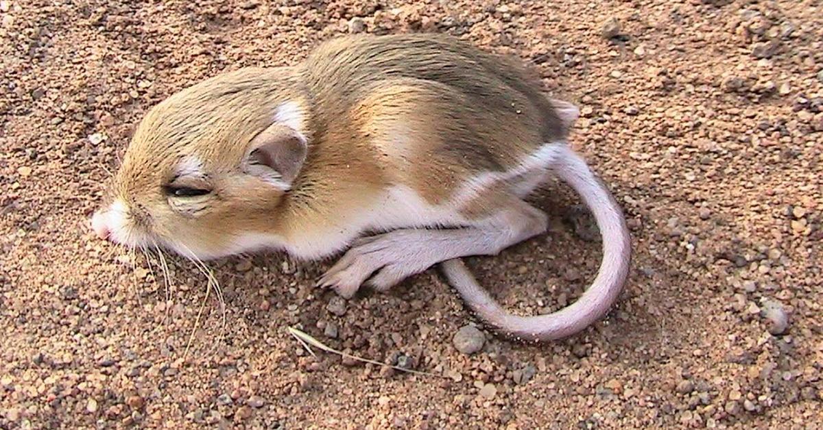 Pictures of Kangaroo Rat