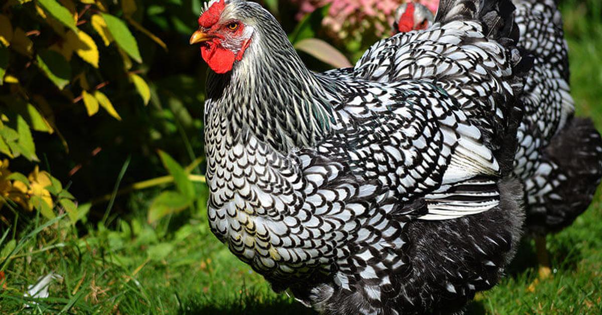 Pictures of Wyandotte Chicken