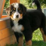 Pictures of Bernese Shepherd