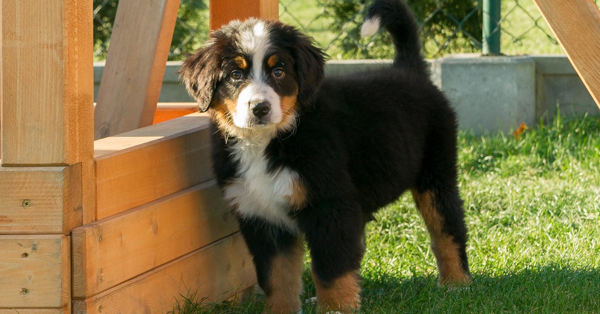 Pictures of Bernese Shepherd