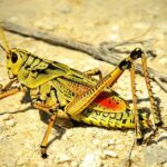 Pictures of Locust