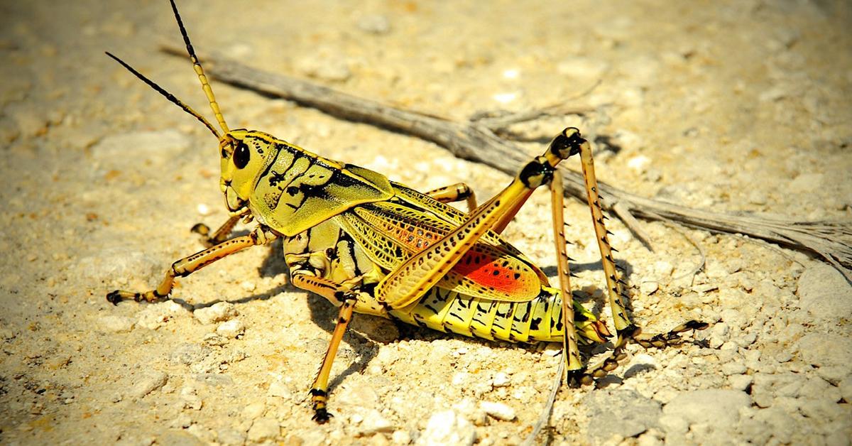 Pictures of Locust