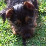 Pictures of Dorkie