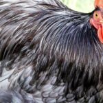 Pictures of Cochin Chicken