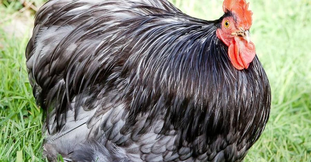 Pictures of Cochin Chicken