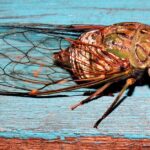 Pictures of Cicada