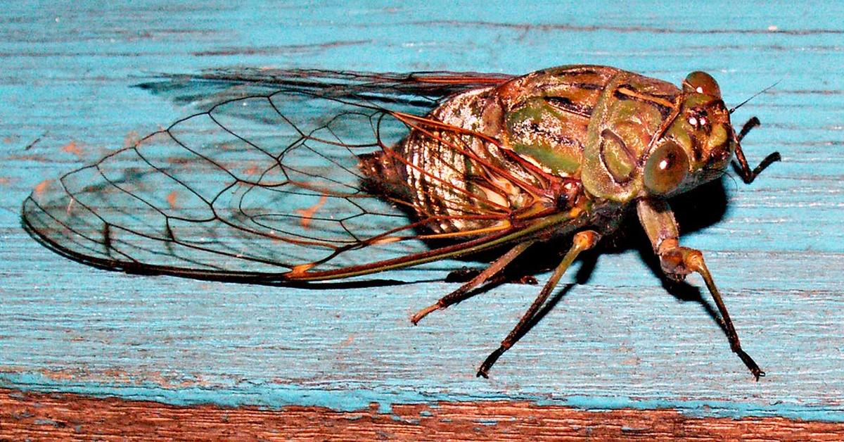 Pictures of Cicada