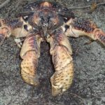 Pictures of Coconut Crab