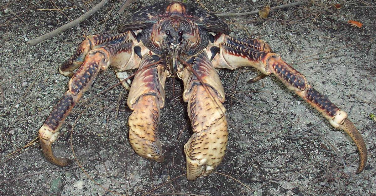 Pictures of Coconut Crab