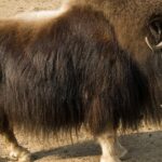 Pictures of Muskox