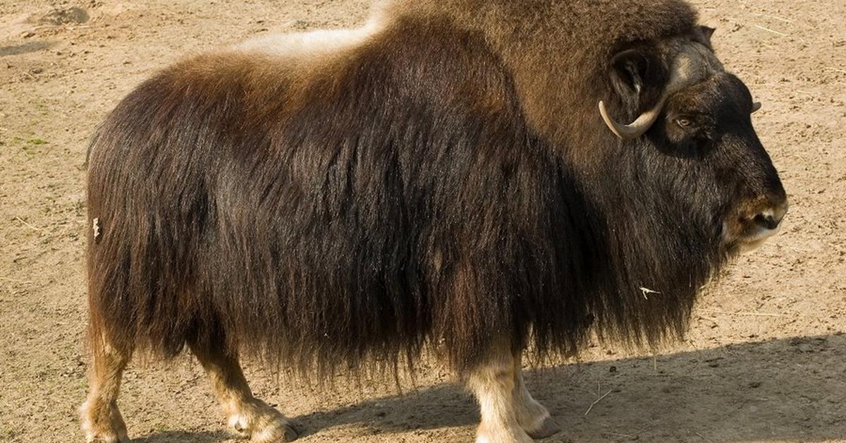 Pictures of Muskox