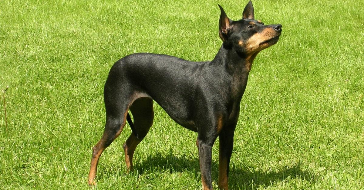 Pictures of Manchester Terrier