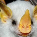 Pictures of Honduran White Bat