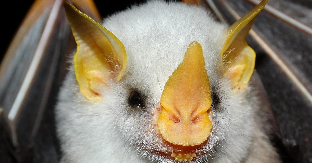 Pictures of Honduran White Bat