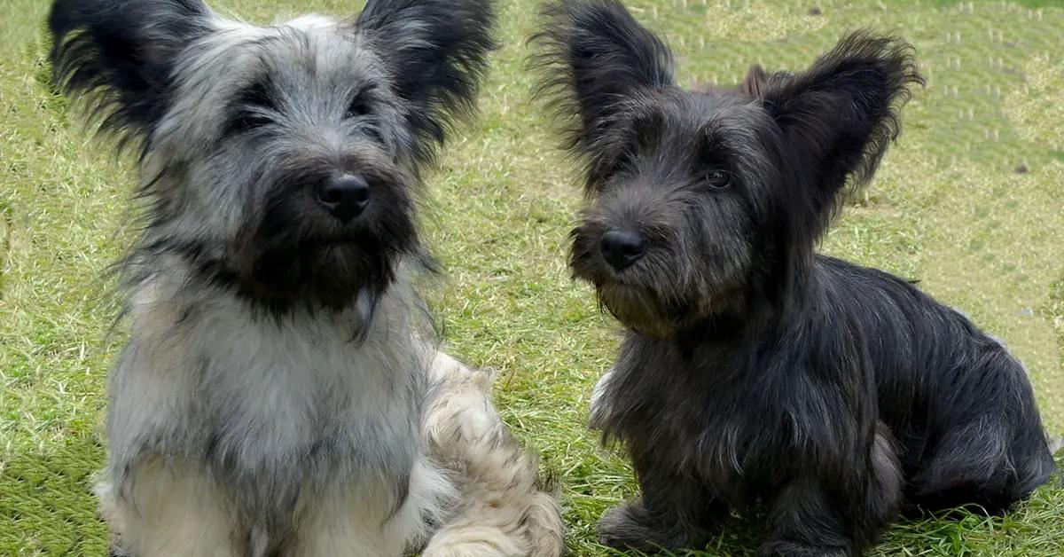 Pictures of Skye Terrier