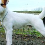 Pictures of Parson Russell Terrier