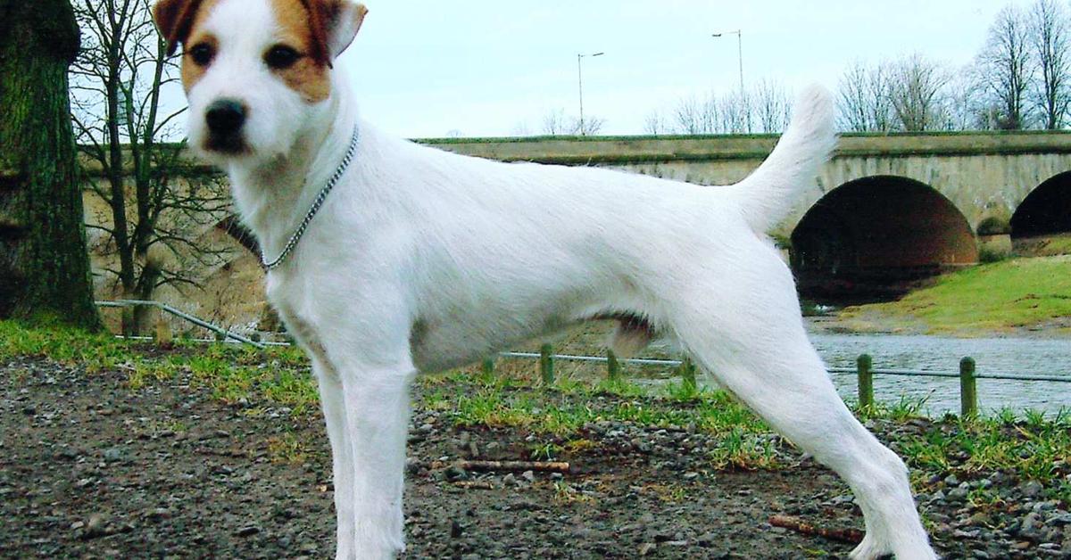 Pictures of Parson Russell Terrier