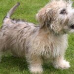 Pictures of Glen Of Imaal Terrier