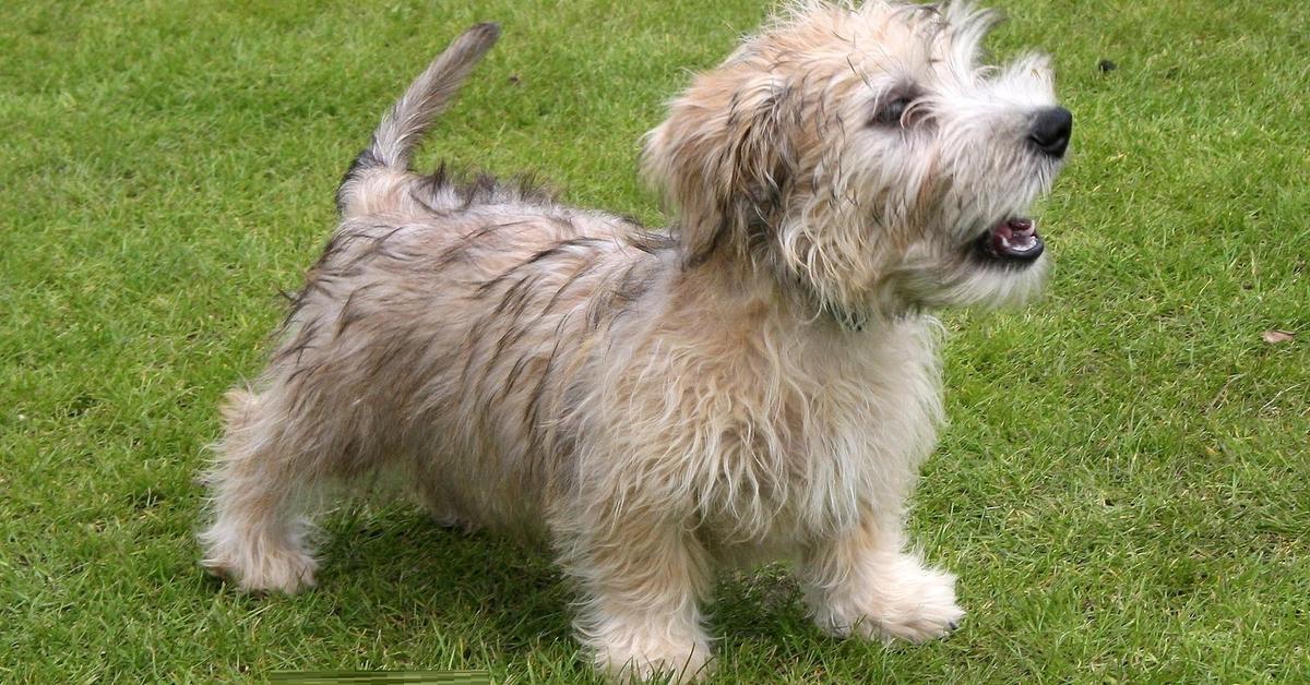 Pictures of Glen Of Imaal Terrier