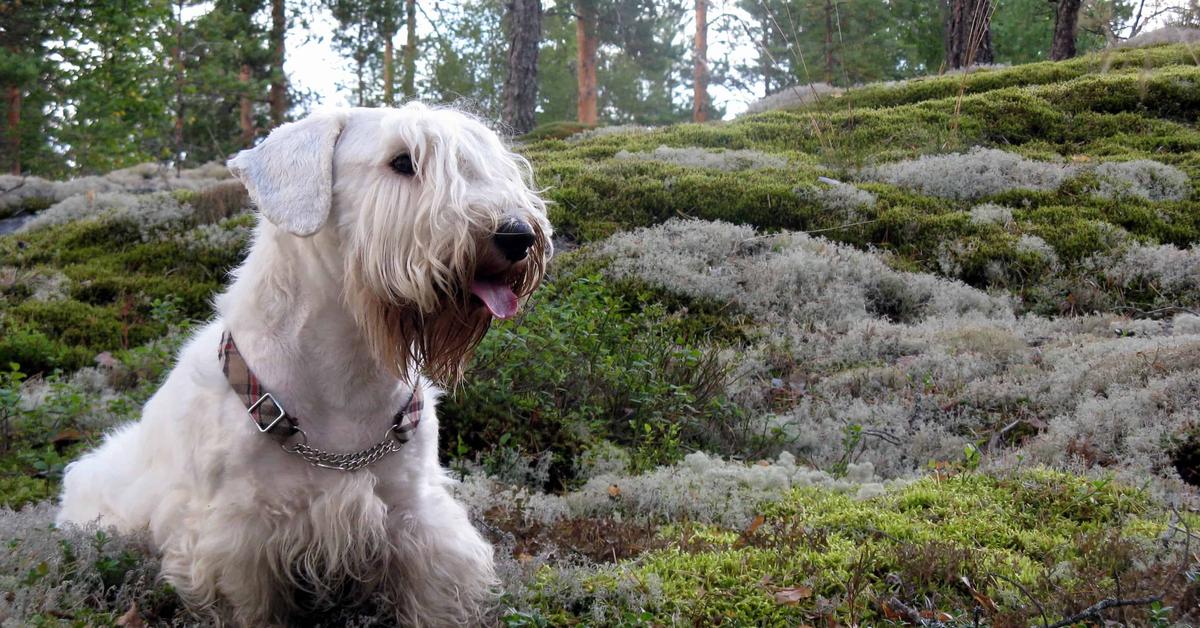 Pictures of Sealyham Terrier