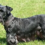 Pictures of Cesky Terrier