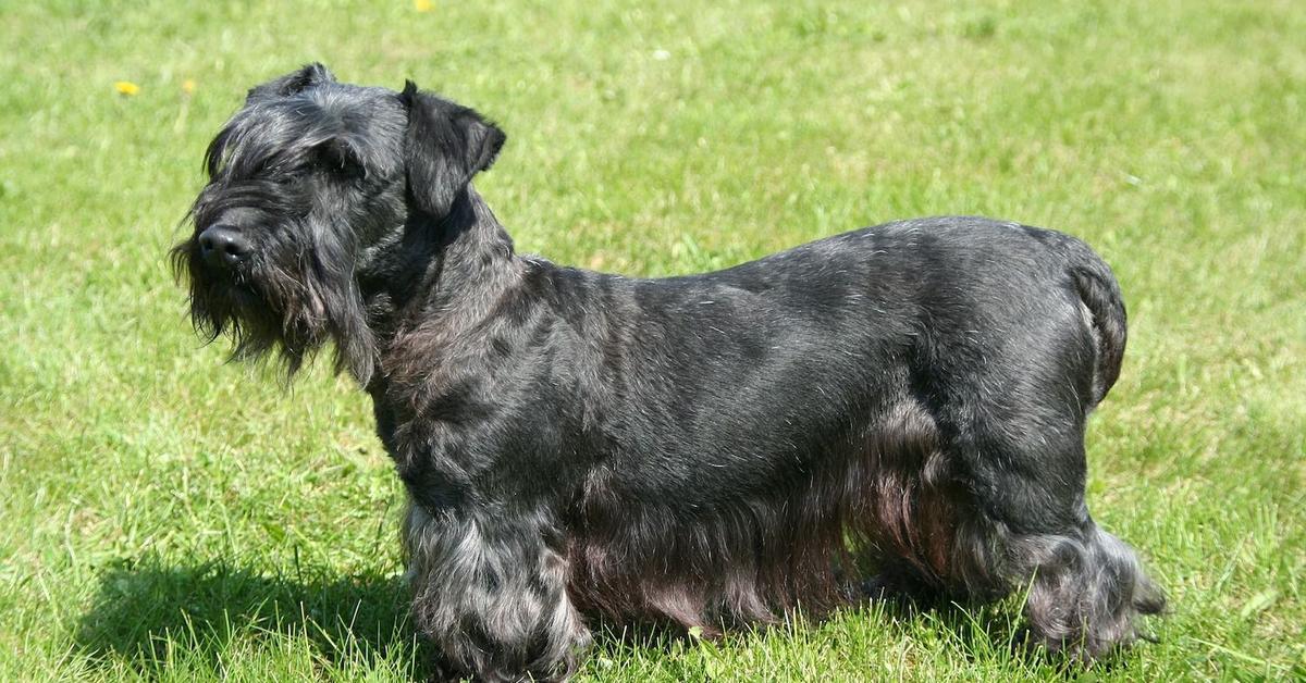 Pictures of Cesky Terrier