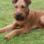 Pictures of Irish Terrier