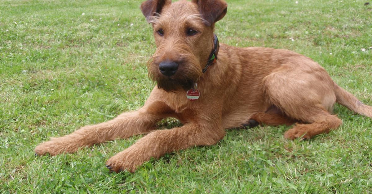 Pictures of Irish Terrier