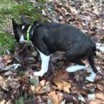 Pictures of Boglen Terrier