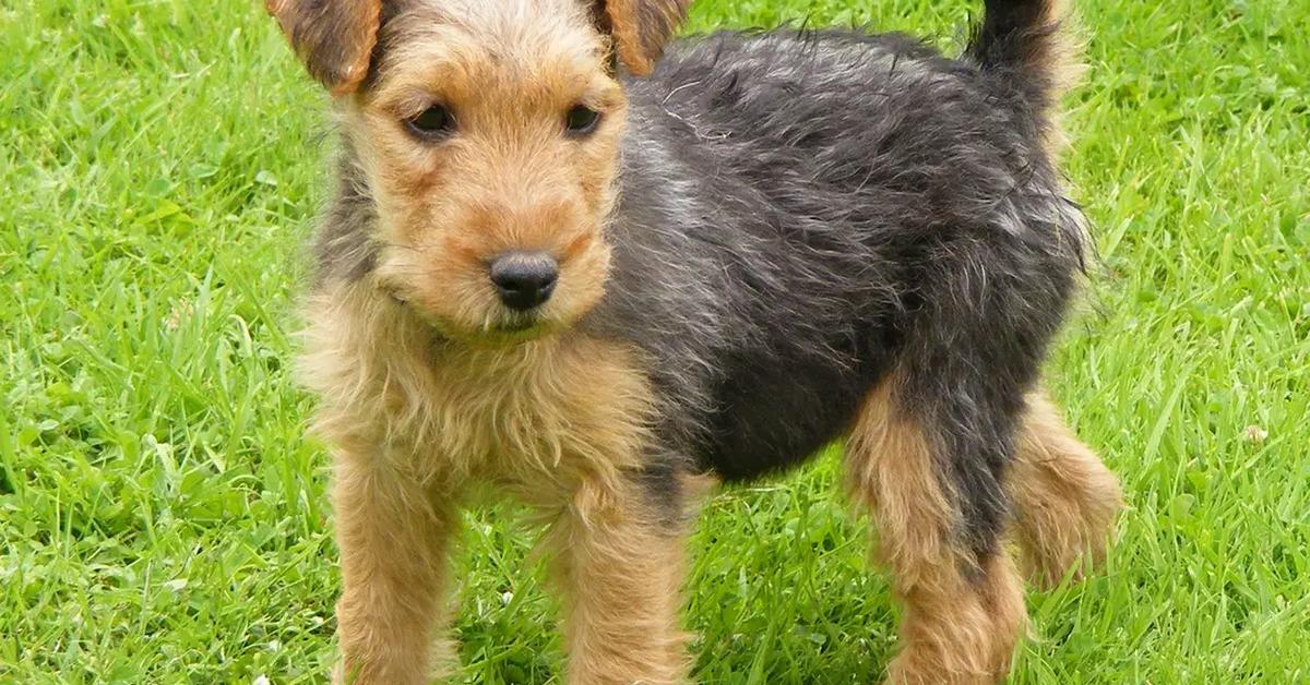 Pictures of Lakeland Terrier