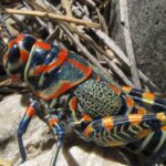 Pictures of Rainbow Grasshopper