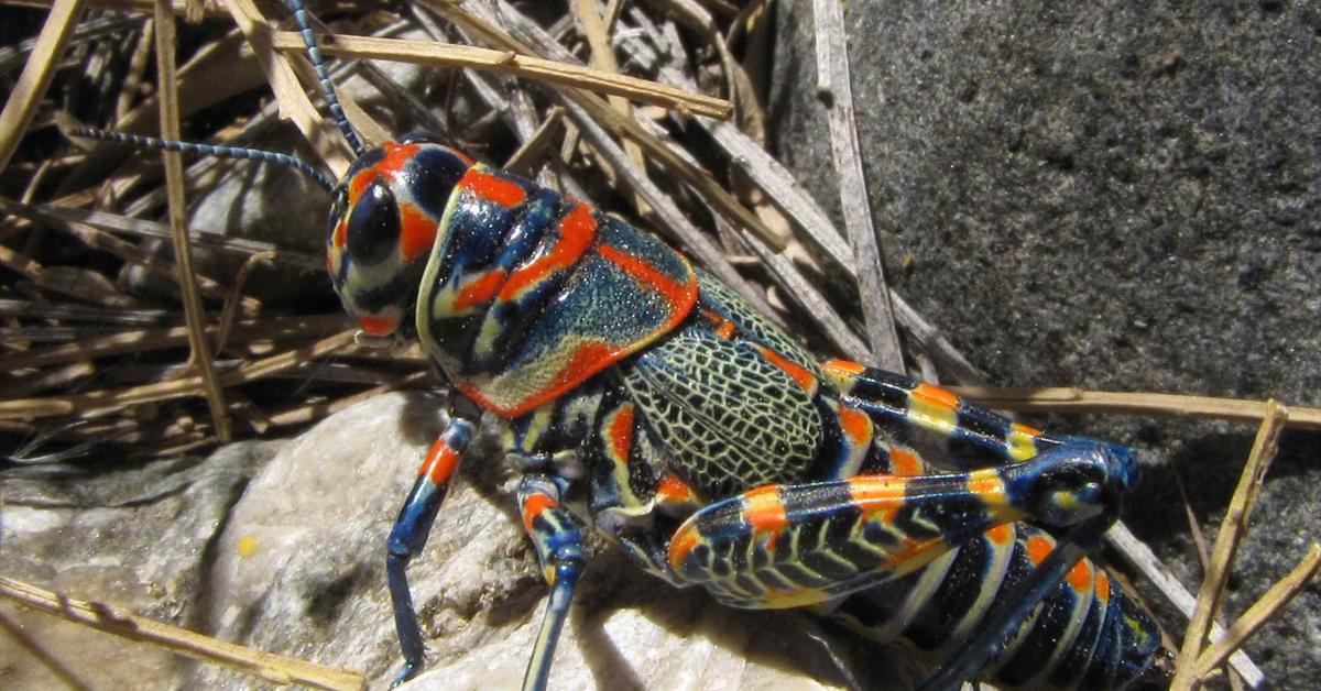 Pictures of Rainbow Grasshopper