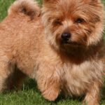 Pictures of Norwich Terrier