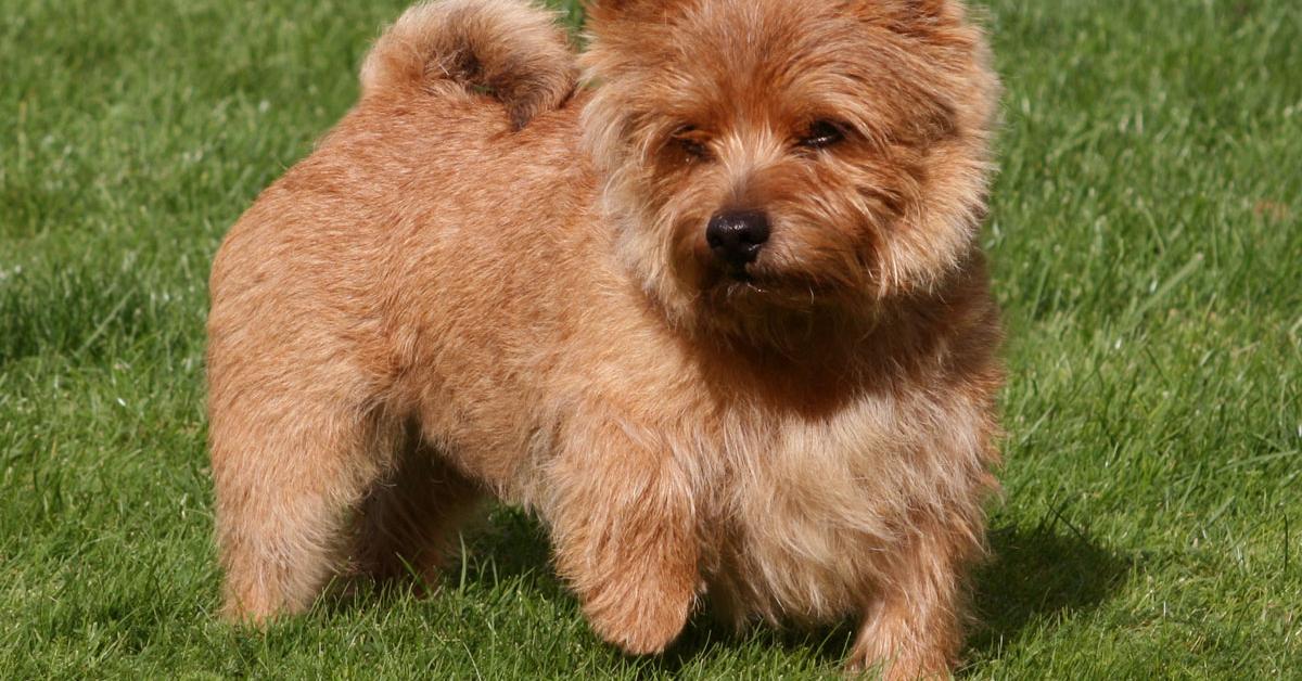 Pictures of Norwich Terrier