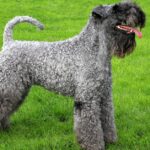 Pictures of Kerry Blue Terrier