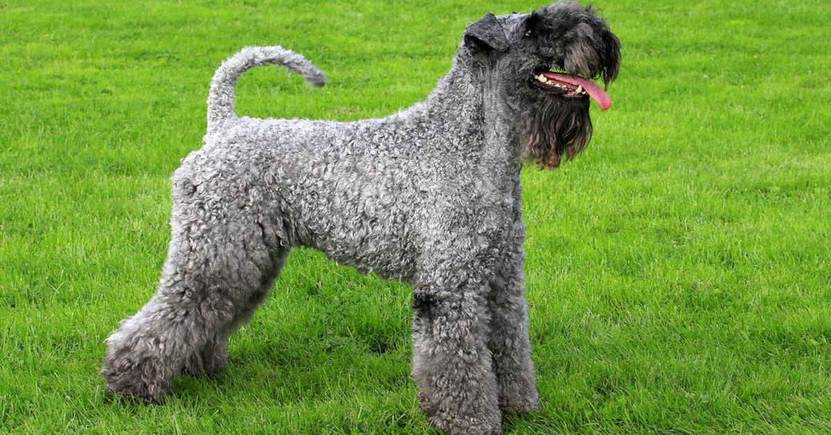 Pictures of Kerry Blue Terrier