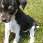 Pictures of Rat Terrier